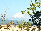 葵心庵からの富士山