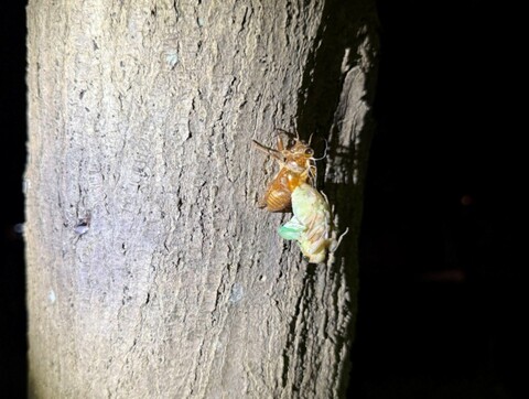 羽化中のセミ