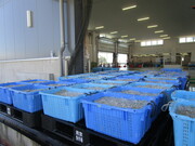 シラスを知ろう様子 (2)