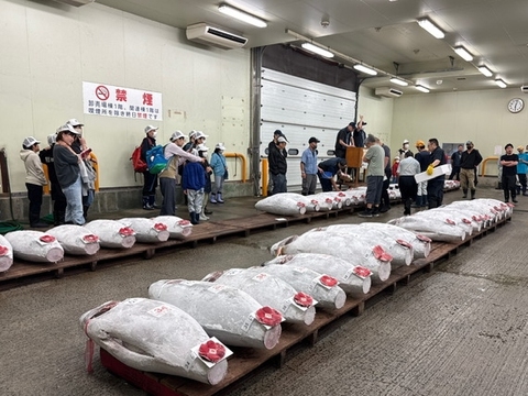 マグロの競り