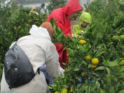 みかん2収穫の様子